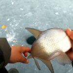 Перший вихід на затоки Дніпра 2026: де відгукнувся окунь у сильний мороз