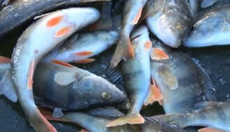 Як упіймати окуня взимку з льоду за поганого клювання - робоча оснастка з доганялкою