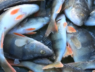 Як упіймати окуня взимку з льоду за поганого клювання - робоча оснастка з доганялкою