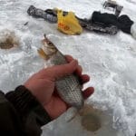 Роздача на Київському морі: перший лід 2026 – щука на жерлиці та окунь на балансири