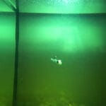 Зимовий карась і сазан на Дніпрі 2026: мороз -14°C, натовпи рибалок і робоча тактика