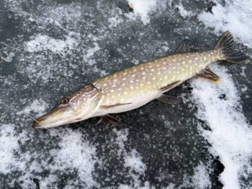 Запрет на вылов щуки в Украине: какие штрафы грозят рыбакам с февраля 2026 года