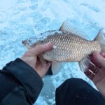 Різке похолодання запустило зимовий жор на малих річках України