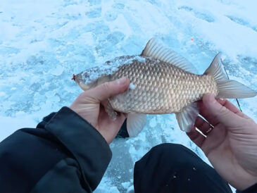 Жирне відкриття 2026 – карась вийшов на першу кригу і бере на черв’яка