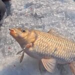 Окунь на Десенке в -18: безмотылка сработала, жерлицы удивили