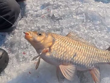 Зимний карась и сазан на Днепре 2026: мороз -14°C, толпы рыбаков и рабочая тактика