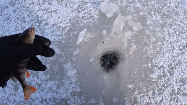 Зимний окунь на заливах Днепра 2026: что сработало в мороз -17°C