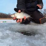 На Десне начался массовый ход трофейной плотвы и густеры — редкое окно на 1-3 дня