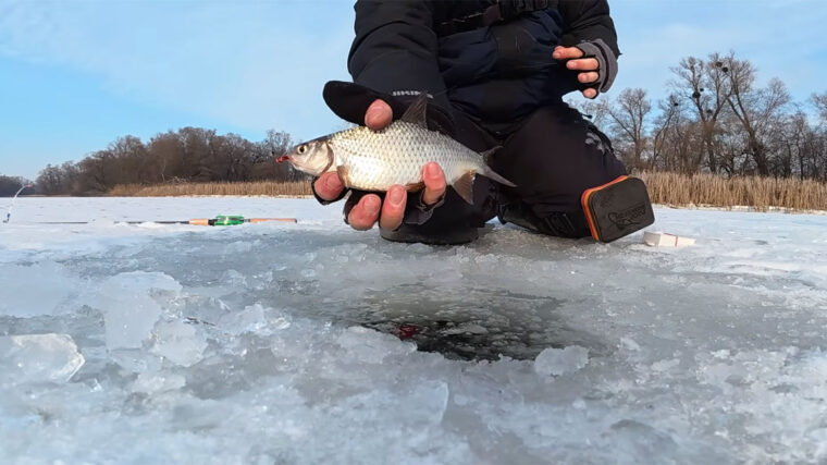 Зимова риболовля на диких затоках Дніпра 2026: жор плітки та окуня