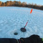 Як гра безмотилки під водою впливає на активність окуня – відповідь експертів