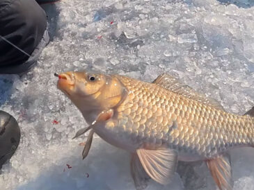 Зимовий карась і сазан на Дніпрі 2026: мороз -14°C, натовпи рибалок і робоча тактика