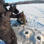 Окунь увесь у п’явках і не клює на балансир: у чому причина?