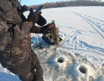 Чому зміна сили течії зупиняє клювання судака - думка експертів
