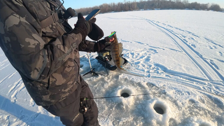 Чому зміна сили течії зупиняє клювання судака - думка експертів