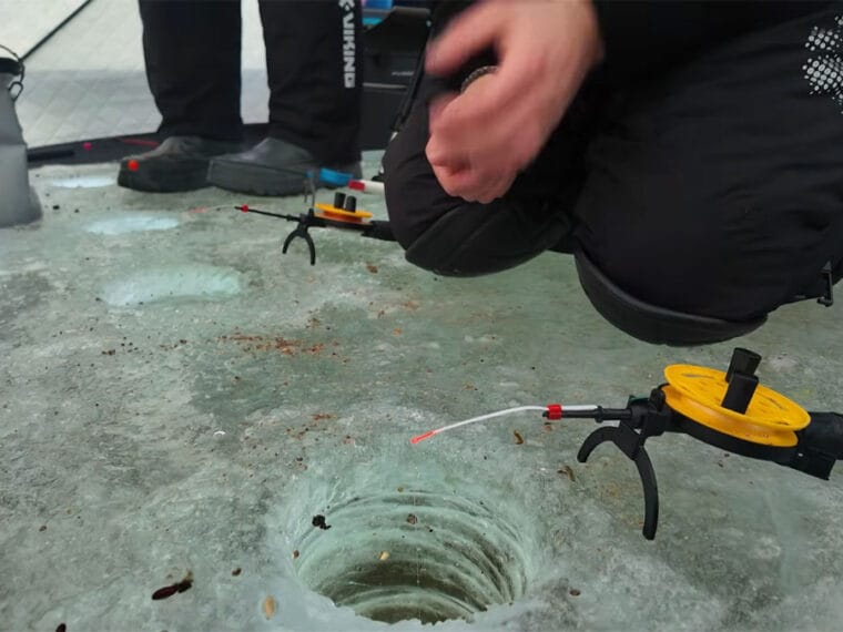 Февраль 2026: новый сезон клева и редкие "окна активности" рыбы в Украине