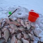 Февраль 2026: новый сезон клева и редкие «окна активности» рыбы в Украине