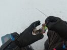 2 оборота - пауза 4 секунды: как заставить окуня брать балансир в глухозимье