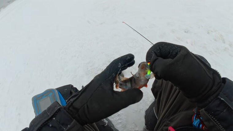 2 оборота - пауза 4 секунды: как заставить окуня брать балансир в глухозимье