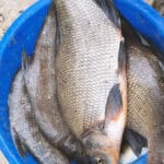 Щуку заборонили до 31 березня: де під Києвом вже клює плітка і як не отримати 3468 грн