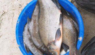 Рыбалка в Украине в марте 2026: удачный улов леща на фидер, календарь клева от FishingUKR.com