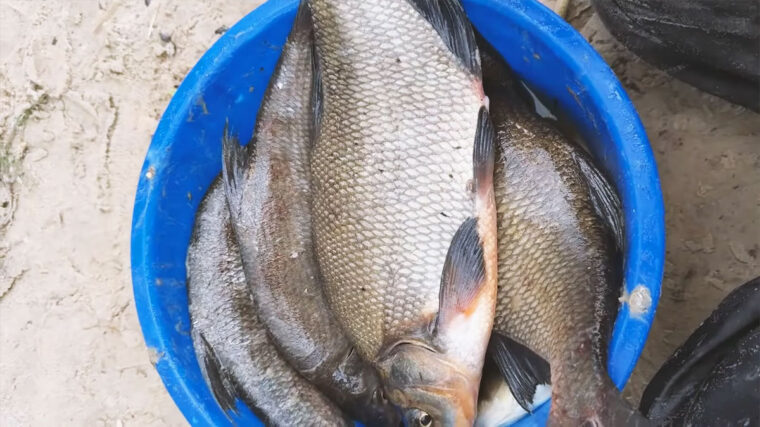 Рыбалка в Украине в марте 2026: удачный улов леща на фидер, календарь клева от FishingUKR.com