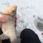 Рейд на реке Хорол выявил браконьерские ловушки в пределах заказника