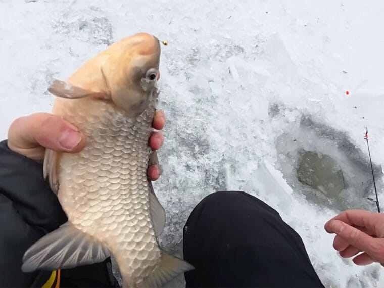 Карась гигант на Псле: где искать лаптей в глухозимье прямо сейчас