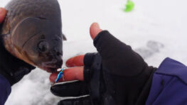 Карась атакував балансир у глухозим’я на Київському морі