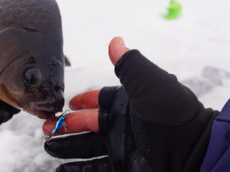 Карась атакував балансир у глухозим’я на Київському морі