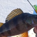 Куда пропадает окунь в глухозимье после обеда, если утром он клевал в каждой лунке?