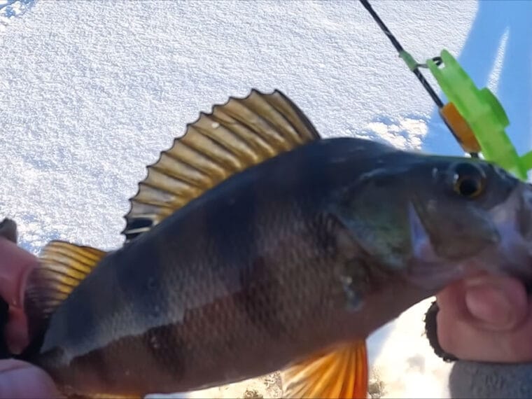 Правда ли, что крупный окунь боится разбуренных мест и уходит на нетронутые участки льда?