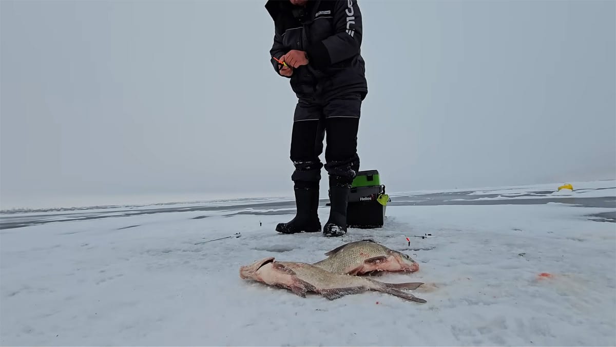 Куди зміщується лящ у лютому