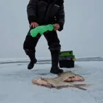 Флюорокарбон для мормишки часто заважає клюванню: коли звичайна волосінь працює краще