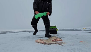 Лящ стоїть вище дна й не реагує на підгодовування: прийом, який дозволяє його перехопити