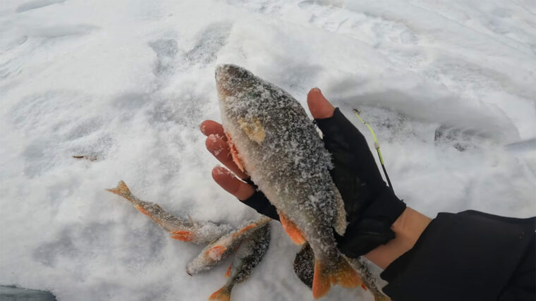 Окунь будет клевать на каждой проводке: 5 правил игры мормышкой, которые должен знать каждый