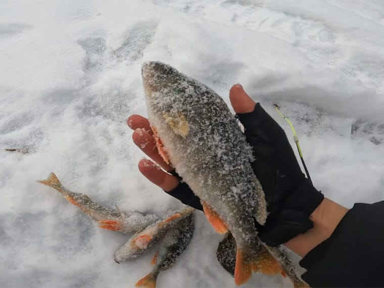 Окунь будет клевать на каждой проводке: 5 правил игры мормышкой, которые должен знать каждый