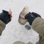 Мотыль не работает на глубине — старый прием рыбаков со стажем решает все проще