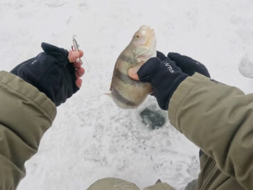 Окунь на Десні змінив тактику: різке зростання активності у лютому