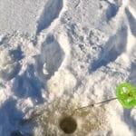 Чи правда, що великий окунь боїться розбурених місць і відходить на недоторкані ділянки льоду?