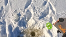 Куди зникає окунь у глухозим’я після обіду, якщо вранці він клював у кожній лунці?