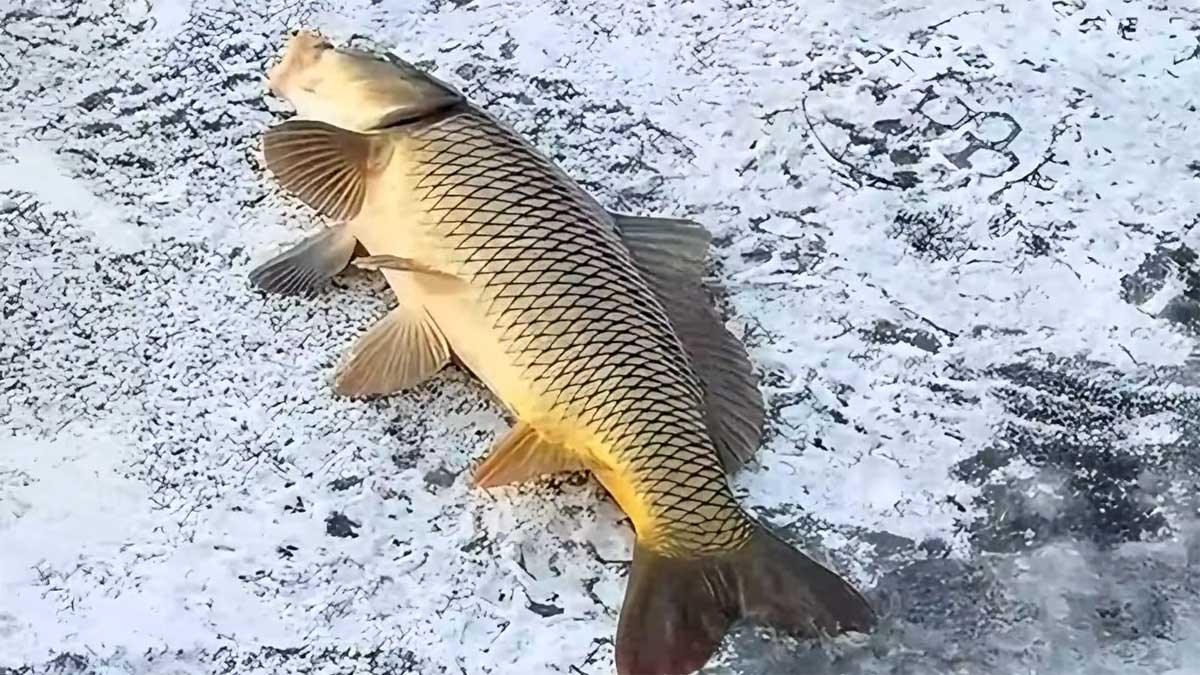 Процесс зимней ловли сазана на льду Днепра с использованием палатки и эхолота в Черкасской области