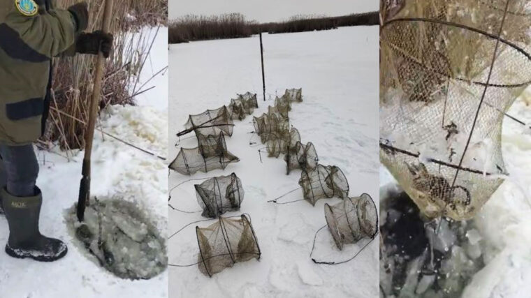 На Хороле изъяли 17 запрещенных ловушек в заказнике
