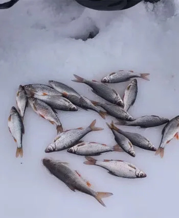 Зимовий карась "вимкнувся": що показала камера на Південному Бузі під час відлиги