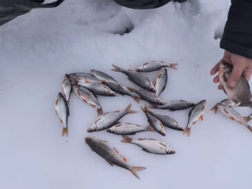 Відлига на Південному Бузі: чому карась стоїть, а плітка починає “роздачу”