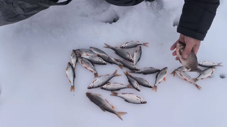 Зимовий карась "вимкнувся": що показала камера на Південному Бузі під час відлиги