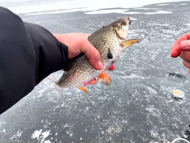 Мотыль не работает на глубине - старый прием рыбаков со стажем