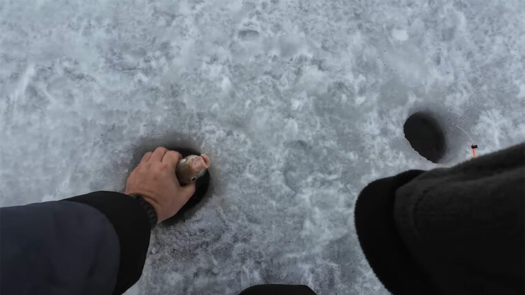 Що насправді відбувається з лящем наприкінці зими