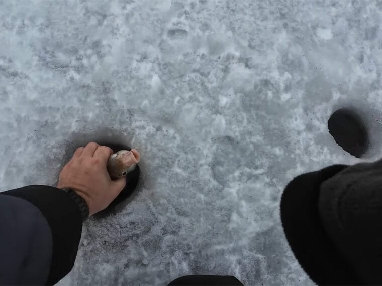 Що насправді відбувається з лящем наприкінці зими