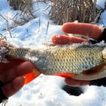 Відлига на Південному Бузі: чому карась стоїть, а плітка починає “роздачу”