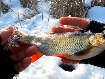 Почему тонкая леска в камышах лишает вас трофея даже при хорошей поклевке